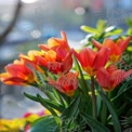 Vibrant Orange Tulips in Bloom: Spring Floral Beauty and Nature's Colorful Palette