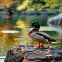 Serene Mallard Duck by Tranquil Lake with Autumn Reflections