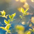 Fresh Spring Leaves with Soft Bokeh Background - Nature Awakening