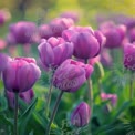 Vibrant Purple Tulips in Bloom: Spring Floral Beauty