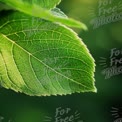 Close-Up of Fresh Green Leaf with Detailed Veins and Soft Bokeh Background