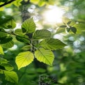 Sunlit Green Leaves in Lush Forest - Nature Background