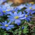 Flores de Primavera Azuis Vibrantes em Flor - A Beleza e Frescor da Natureza