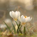 Delicate White Crocuses Blooming in Soft Morning Light