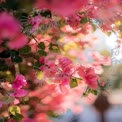 Vibrant Bougainvillea Blooms in Soft Focus - Nature's Colorful Floral Display