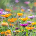 Lebendige Wildblumenwiese in Blüte: Buntes Blumenlandschaft für Frühling und Naturthemen