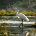 Elegant Great Egret in Serene Wetland at Sunrise