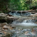 Ruhiger Bach, der durch einen üppig grünen Wald fließt