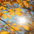 Golden Autumn Leaves with Sunlight Glare - Nature Background