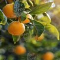 Fresh Citrus Oranges on Tree with Sunlight and Green Leaves