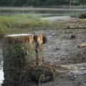 Serene Riverbank Landscape with Weathered Tree Stump and Lush Greenery