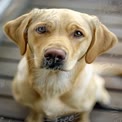 Adorable Labrador Retriever Portrait with Expressive Eyes