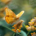 Vibrant Yellow Butterfly on Blossoming Flowers in Nature