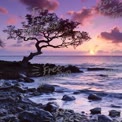 Serene Sunset Over Ocean with Silhouetted Tree and Rocky Shoreline