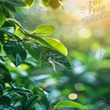 Fresh Green Leaves with Sunlight Bokeh - Nature Background