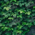 Lush Green Foliage Background for Natural and Eco-Friendly Themes