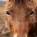 Close-Up of a Majestic Brown Horse with Expressive Eyes in Natural Setting