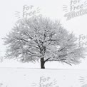 Majestic Snow-Covered Tree in Winter Landscape