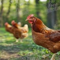 Free-Range Chickens in Natural Farm Setting