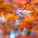 Vibrant Autumn Leaves: Colorful Maple Foliage in Fall