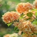 Soft Peach Hydrangea Blooms in Natural Light - Floral Background for Spring and Summer Themes