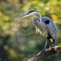 Majestic Great Blue Heron Perched on Branch with Bokeh Background