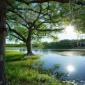 Tranquil Lakeside Serenity: Sunlight Through Trees Reflecting on Water