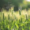 Golden Wheat Field at Sunrise: Nature's Bounty and Agricultural Beauty