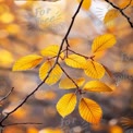 Golden Autumn Leaves with Soft Bokeh Background