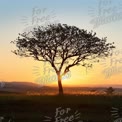 Silhouette of a Lone Tree at Sunset with Vibrant Sky and Scenic Landscape