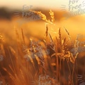 Golden Sunset Over Wheat Field: Nature's Serenity and Warmth