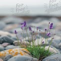 Vibrant Lavender Blooms Growing Among Smooth Pebbles on a Serene Beach