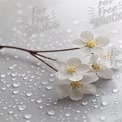 Delicate White Blossoms with Water Droplets on Gray Background - Fresh Spring Floral Aesthetic