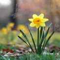 Vibrant Yellow Daffodil Blooming in Spring Garden