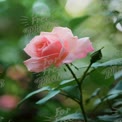 Zarte rosa Rosenblüte im sanften Fokus - Die Schönheit der Natur und florale Eleganz