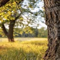 Serene Nature Landscape with Sunlit Trees and Textured Bark