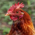 Close-Up of a Vibrant Rooster with Striking Features in Natural Setting