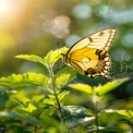 Beautiful Yellow Butterfly on Green Leaves in Soft Natural Light