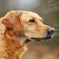 Majestic Golden Labrador Retriever Portrait in Nature