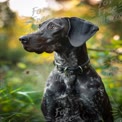 Majestoso Pointer Alemão de Pelo Curto na Natureza - Fotografia de Retrato de Animais de Estimação