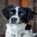 Adorable Black and White Dog Portrait with Expressive Eyes