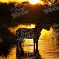 Majestic Zebra Silhouette at Sunset by Tranquil Water