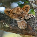 Majestic Lion Cub Relaxing on Tree Branch in Natural Habitat