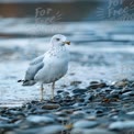 Serene Seagull on Pebble Beach at Sunset