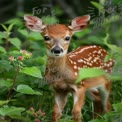 Adorable Fawn in Lush Greenery: Nature's Beauty and Wildlife