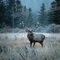 Majestic Elk in Misty Forest Landscape