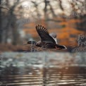 Anmutige Ente im Flug über ruhiges Wasser bei Sonnenuntergang