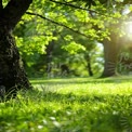 Serene Sunlit Park Scene with Lush Green Grass and Trees