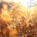 Golden Sunrise Over Dewy Grass: Nature's Tranquil Beauty