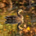 Serene Duck Reflection in Tranquil Waters: Nature's Beauty